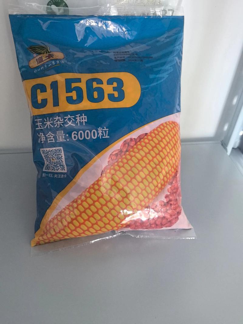 黑龙江玉米种子高产品种有哪些？-图3