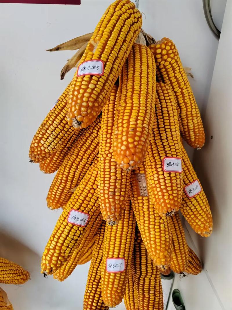 黑龙江玉米种子高产品种有哪些?-图1 黑龙江玉米种子高产品种有哪些?-图1
