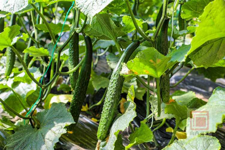 东北大棚黄瓜种植技术要点有哪些？-图2