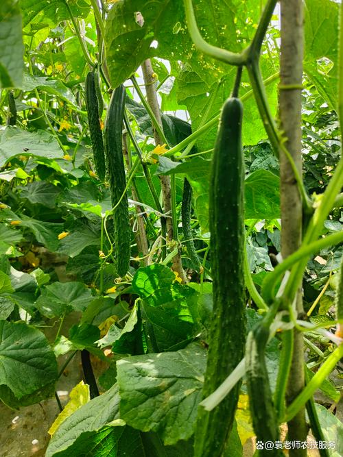 东北大棚黄瓜种植技术要点有哪些？-图3