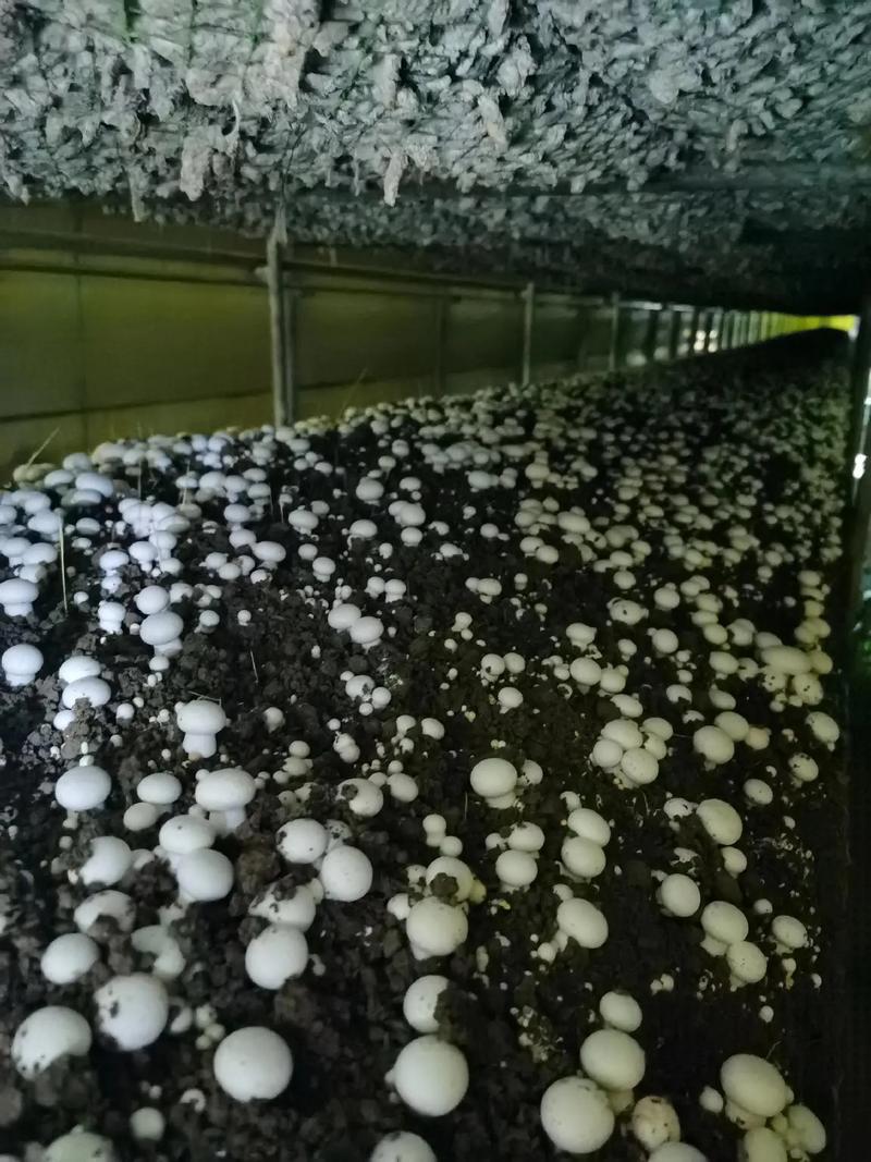 双孢菇栽培技术哪种好?-图1 双孢菇栽培技术哪种好?-图1