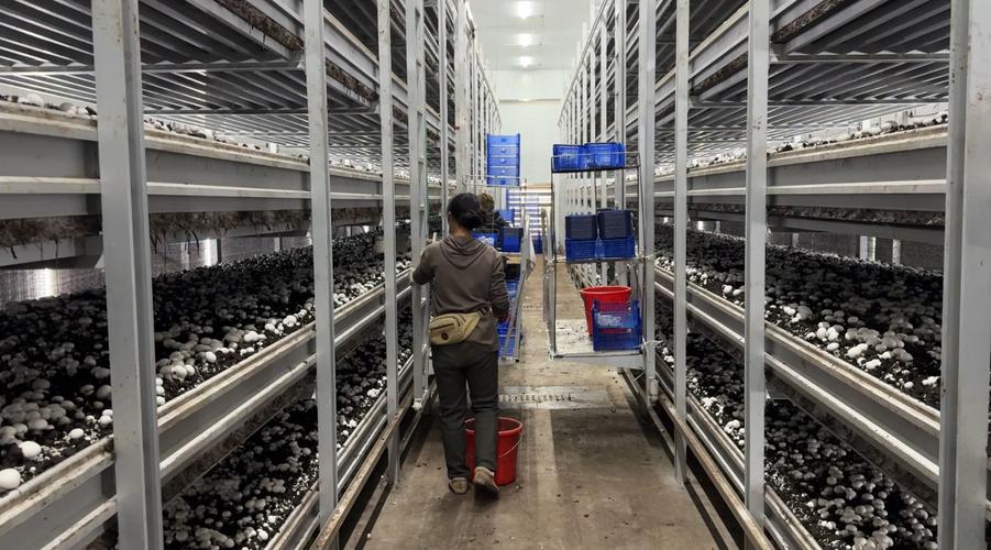 双孢菇栽培技术哪种好?-图3 双孢菇栽培技术哪种好?-图3