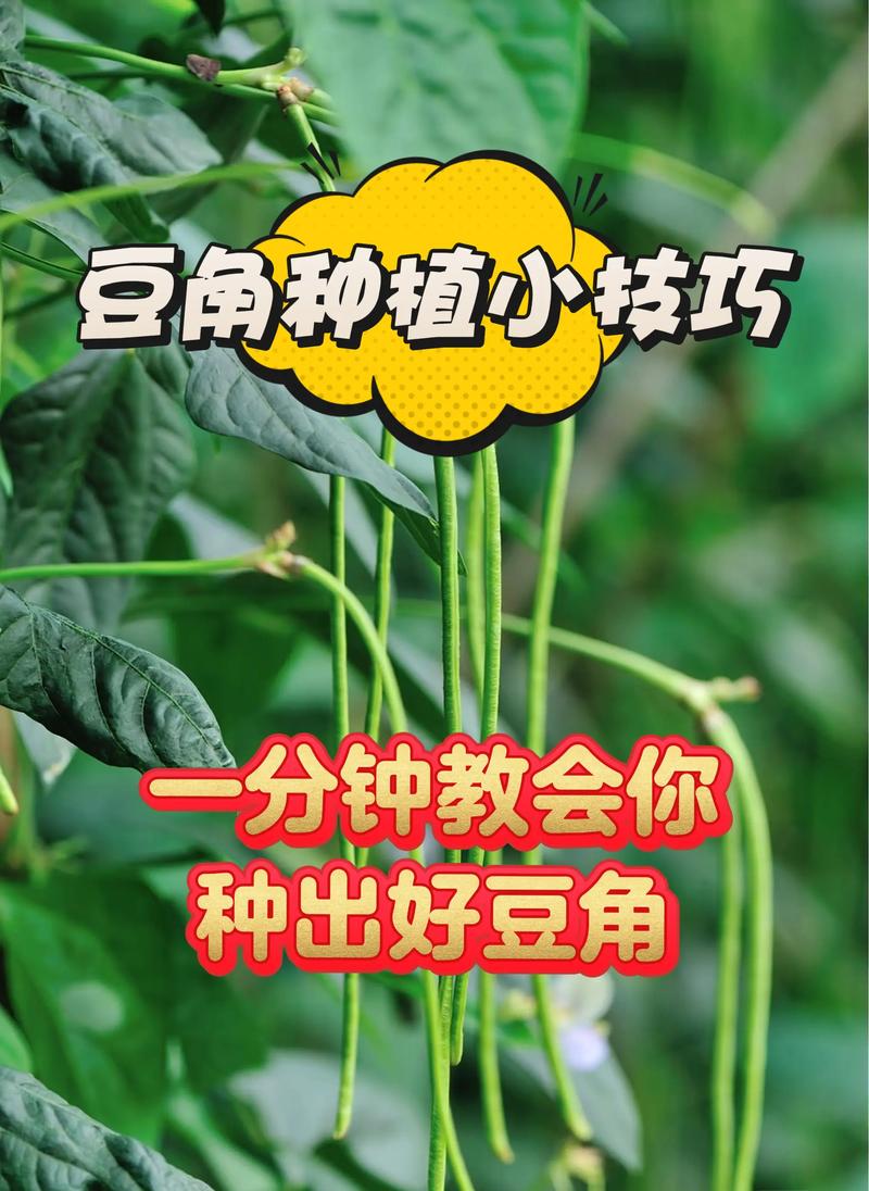 豇豆种植技术相关推荐-图1 豇豆种植技术相关推荐-图1