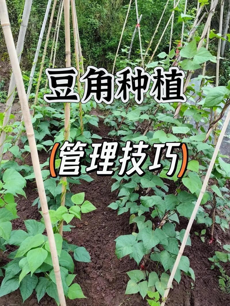 豇豆种植技术相关推荐-图2