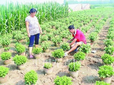 菊花套盆技术,视频讲解重点在哪?-图2 菊花套盆技术,视频讲解重点在哪?-图2