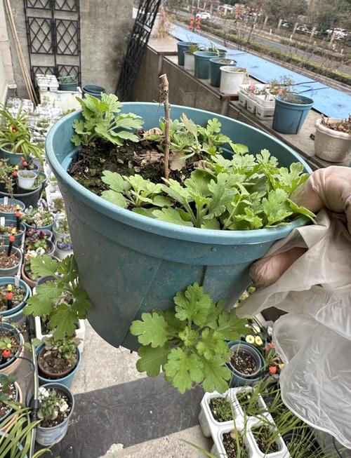 菊花套盆技术,视频讲解重点在哪?-图1 菊花套盆技术,视频讲解重点在哪?-图1