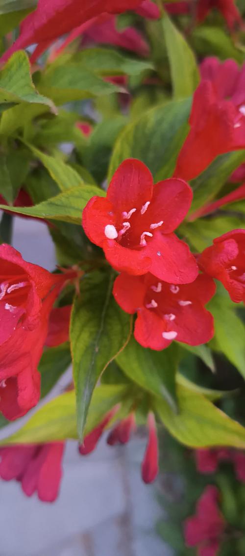 红王子锦带如何高效繁殖?-图3 红王子锦带如何高效繁殖?-图3