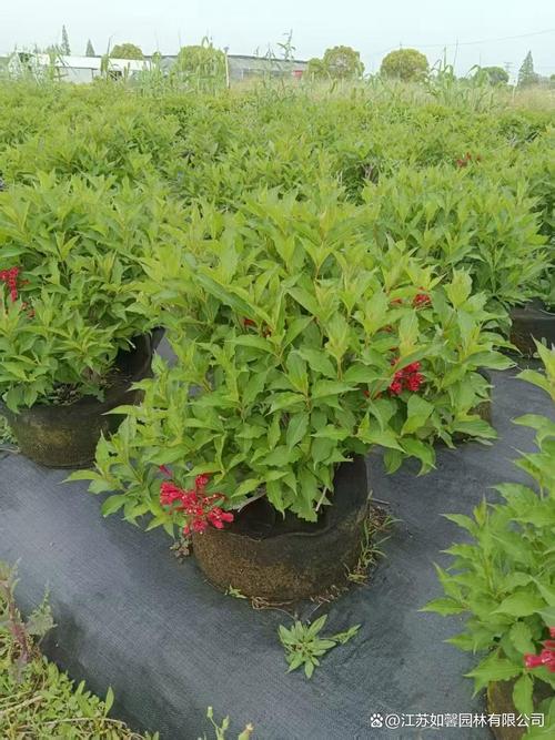 红王子锦带如何高效繁殖?-图2 红王子锦带如何高效繁殖?-图2