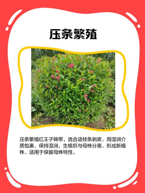 红王子锦带如何高效繁殖?-图1 红王子锦带如何高效繁殖?-图1