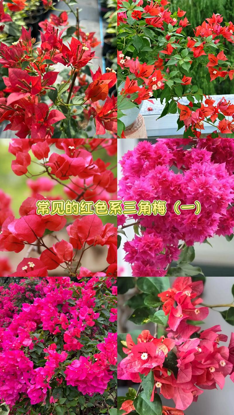 大红色三角梅有哪些具体品种?-图1 大红色三角梅有哪些具体品种?-图1