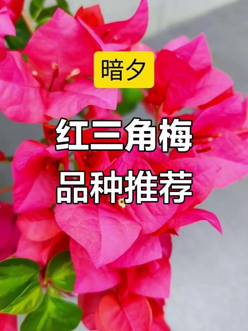 大红色三角梅有哪些具体品种?-图2 大红色三角梅有哪些具体品种?-图2