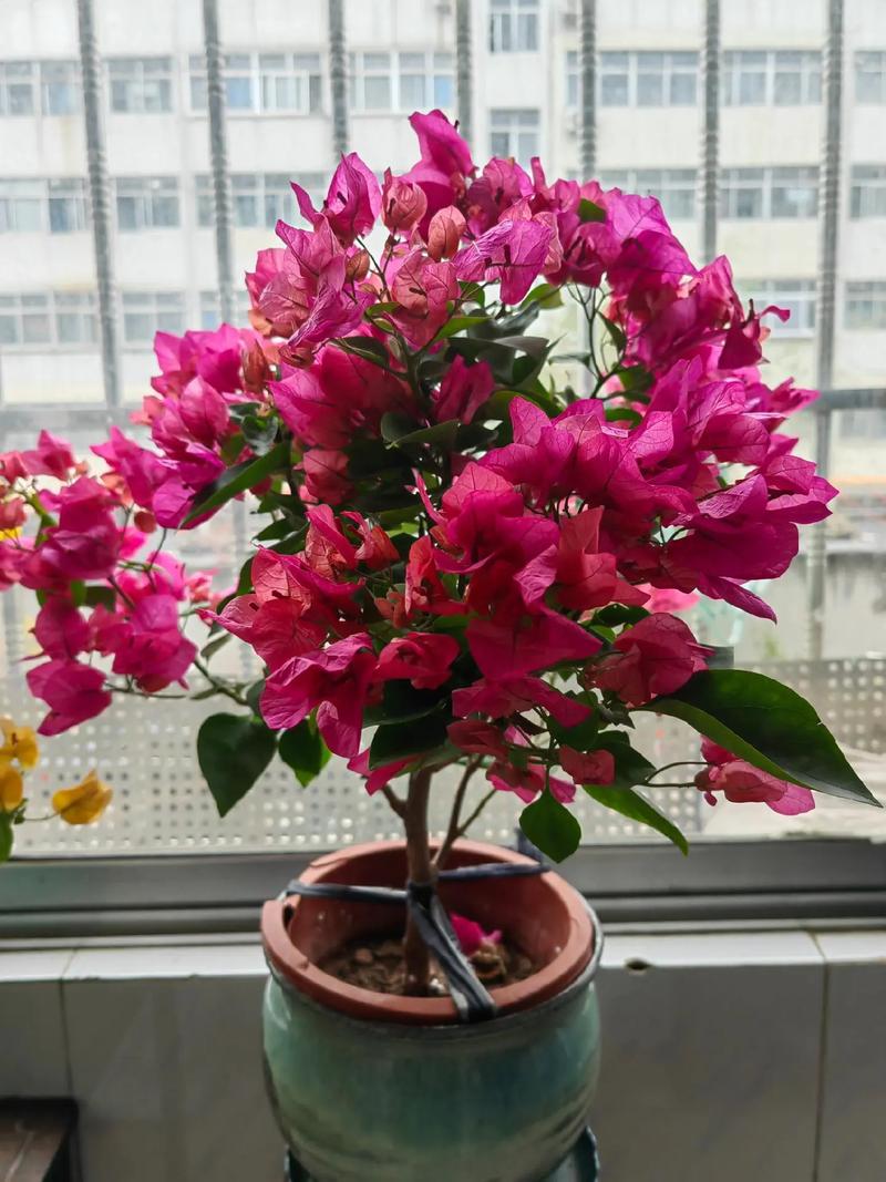 大红色三角梅有哪些具体品种？-图3