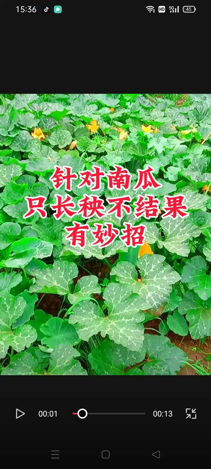 南瓜种植视频有哪些关键技术要点?-图3 南瓜种植视频有哪些关键技术要点?-图3