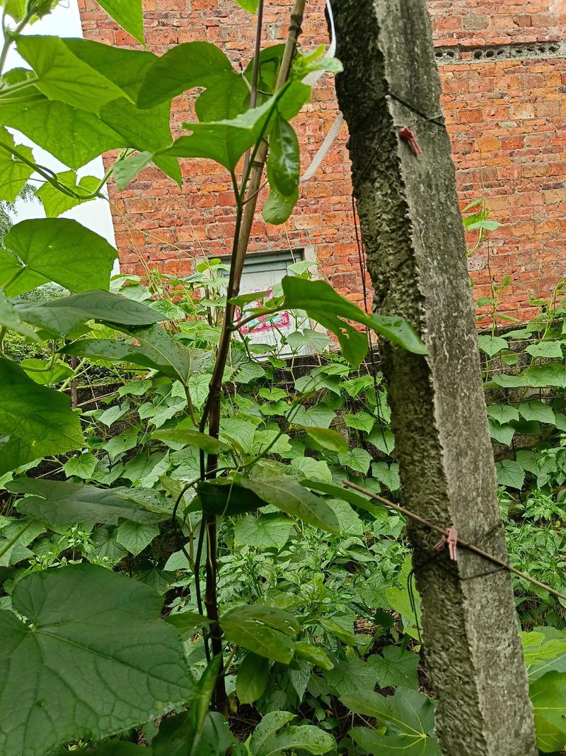 百香果为何不开花结果?品种问题还是养护不当?-图1 百香果为何不开花结果?品种问题还是养护不当?-图1