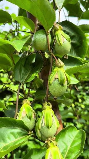 百香果为何不开花结果?品种问题还是养护不当?-图3 百香果为何不开花结果?品种问题还是养护不当?-图3