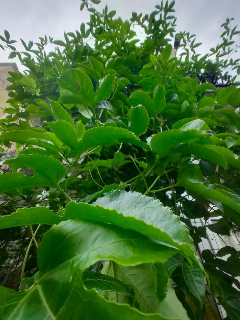 百香果为何不开花结果?品种问题还是养护不当?-图2 百香果为何不开花结果?品种问题还是养护不当?-图2