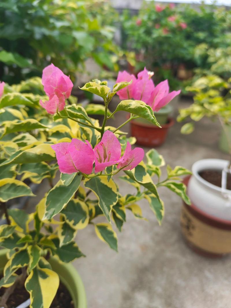 三角梅粉花品种是什么?-图2 三角梅粉花品种是什么?-图2