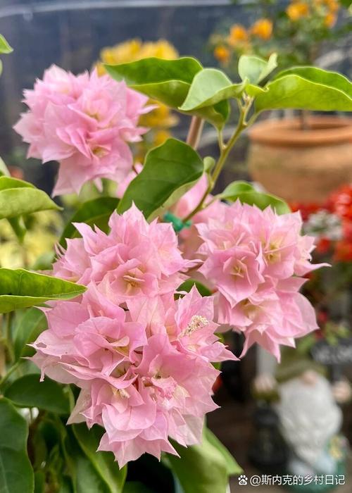 三角梅粉花品种是什么?-图3 三角梅粉花品种是什么?-图3