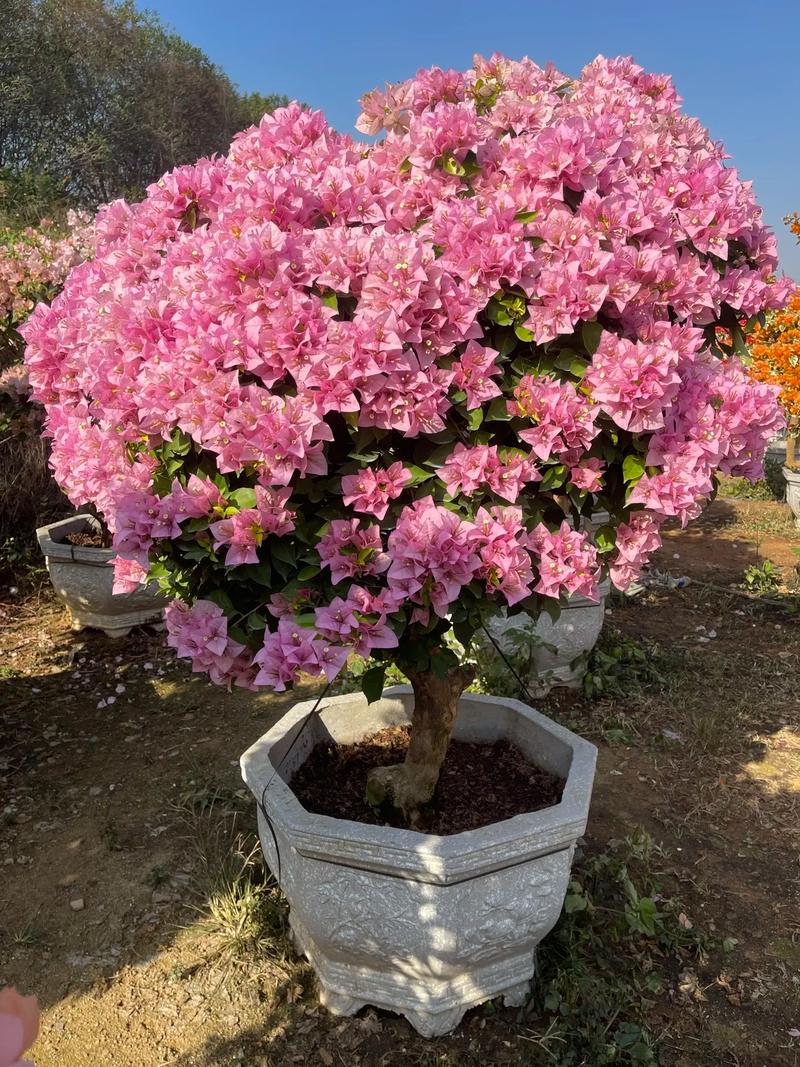 三角梅粉花品种是什么?-图1 三角梅粉花品种是什么?-图1