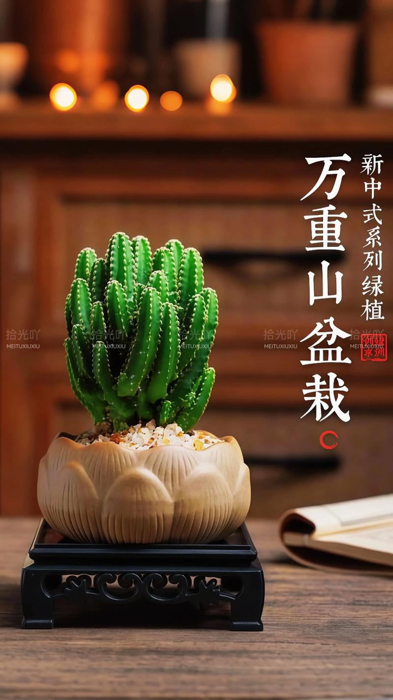 迷你仙人掌品种万重山-图1