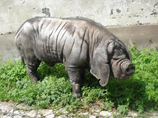 瘦肉型猪新品种金枫猪-图1 瘦肉型猪新品种金枫猪-图1