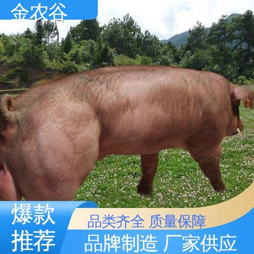 瘦肉型猪新品种金枫猪-图2 瘦肉型猪新品种金枫猪-图2
