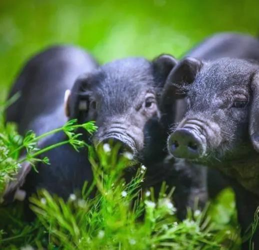 瘦肉型猪新品种金枫猪-图3 瘦肉型猪新品种金枫猪-图3