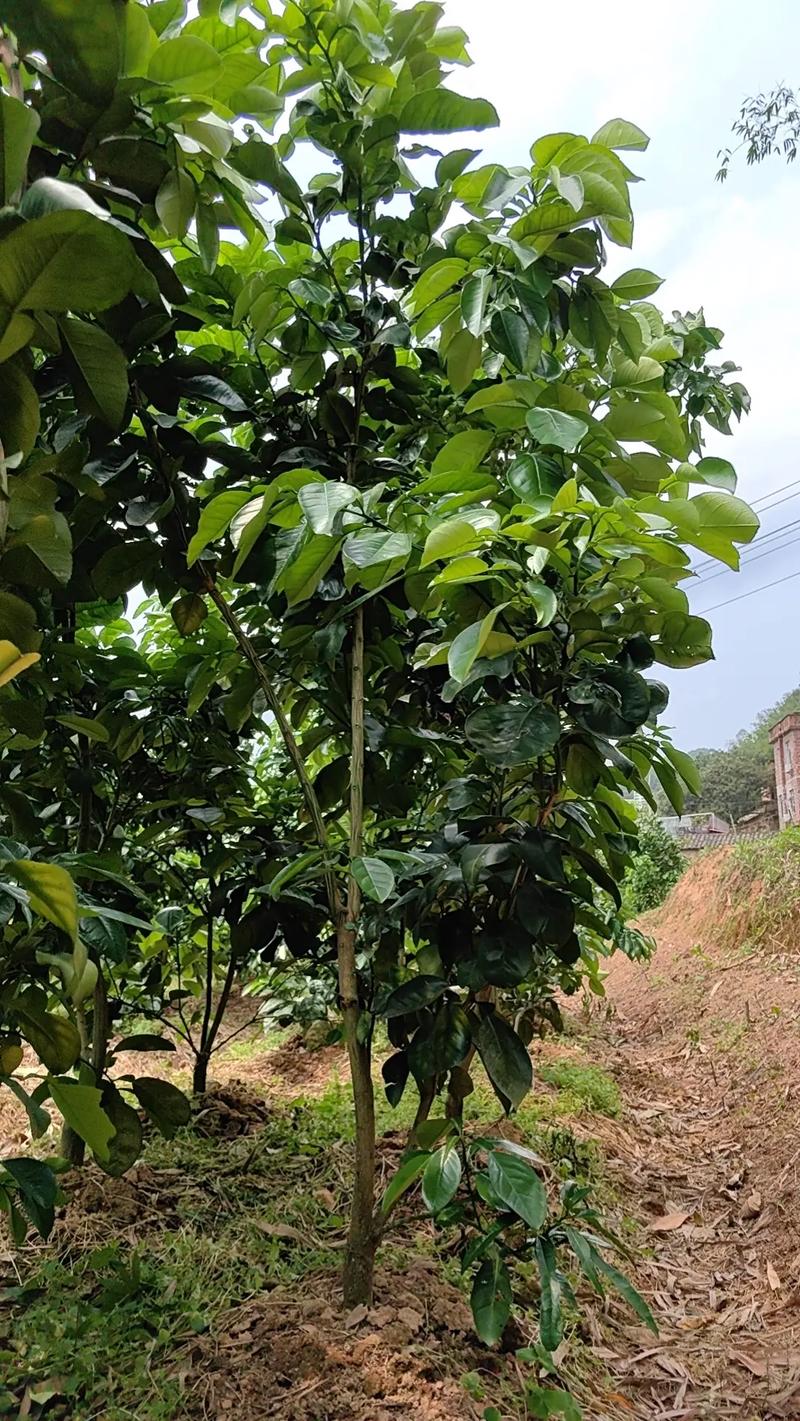 北方种柚子树苗,技术难点怎么解决?-图3 北方种柚子树苗,技术难点怎么解决?-图3