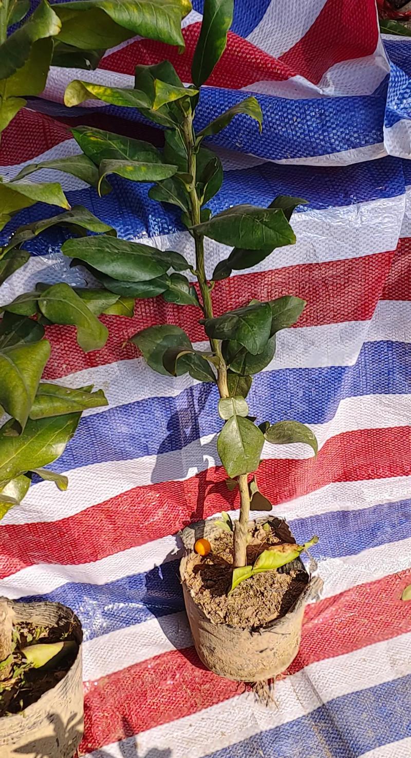 北方种柚子树苗,技术难点怎么解决?-图1 北方种柚子树苗,技术难点怎么解决?-图1