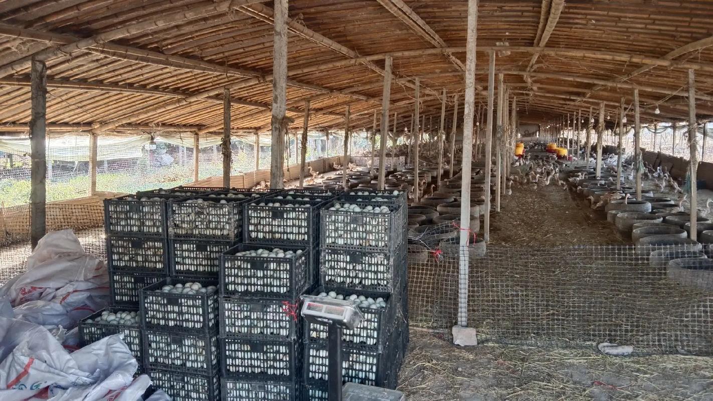 冬季蛋鸭养殖如何提产防病?-图1 冬季蛋鸭养殖如何提产防病?-图1