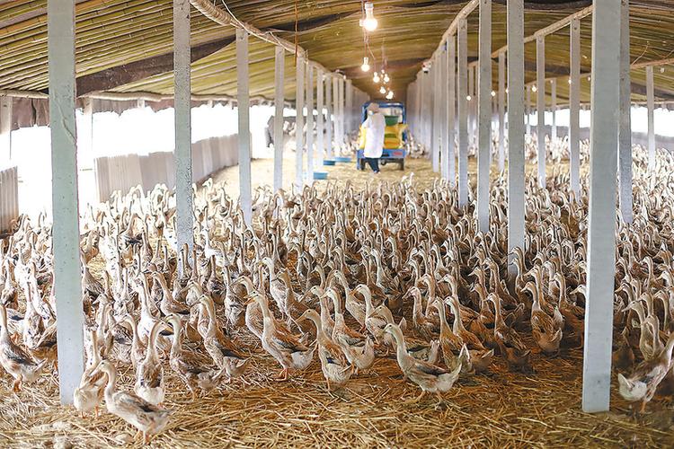 冬季蛋鸭养殖如何提产防病？-图2