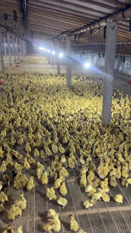 冬季蛋鸭养殖如何提产防病？-图3