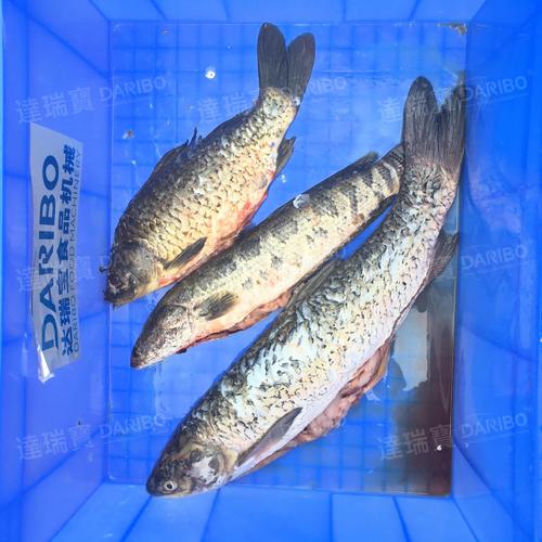 昆明鱼市草鱼 鲤鱼价格-图1 昆明鱼市草鱼 鲤鱼价格-图1