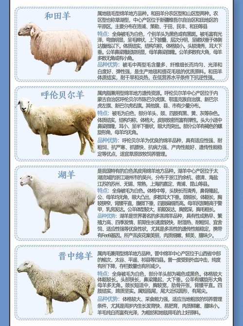 哪种羊上榜十大品种?养殖首选哪类?-图3 哪种羊上榜十大品种?养殖首选哪类?-图3