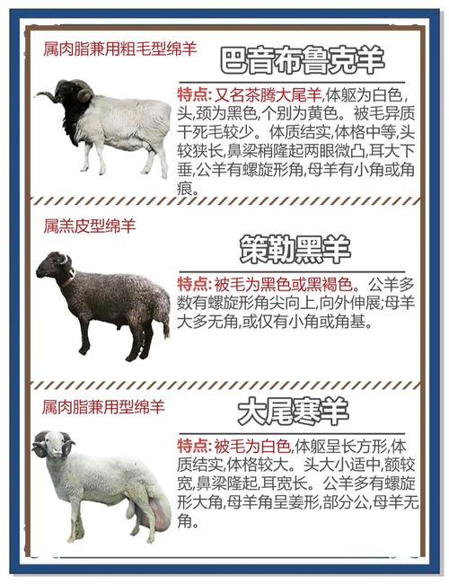 哪种羊上榜十大品种?养殖首选哪类?-图2 哪种羊上榜十大品种?养殖首选哪类?-图2
