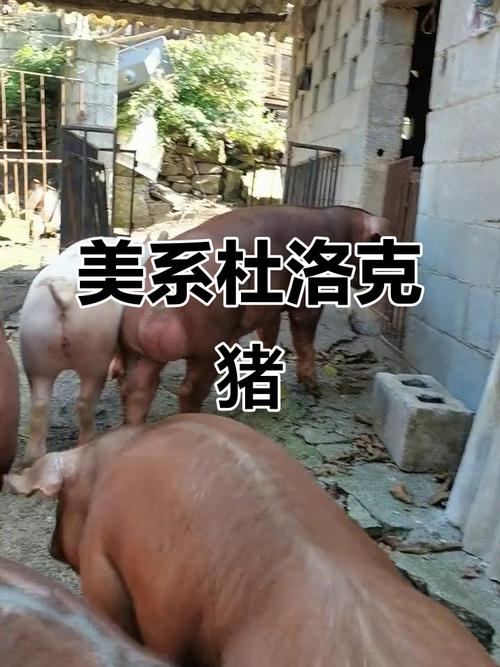 杜洛克母猪养殖技术关键点有哪些？-图2