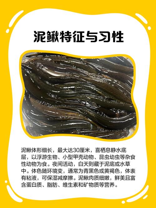 2025年泥鳅价格会涨吗？-图1
