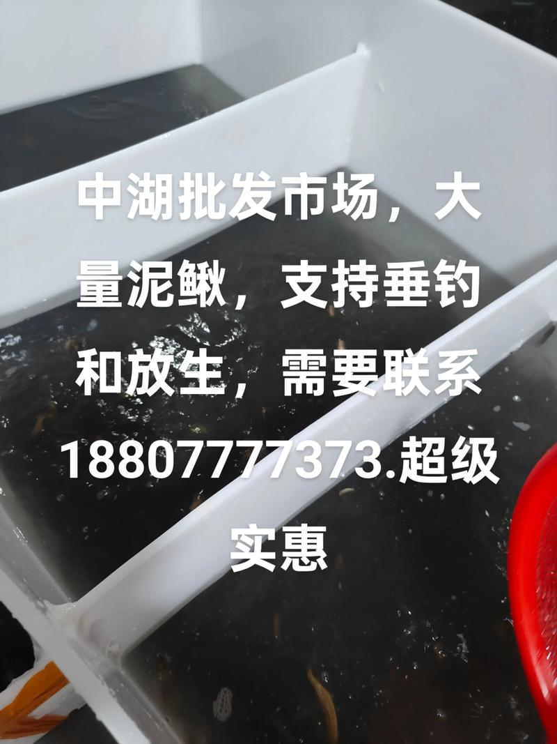 2025年泥鳅价格会涨吗？-图2