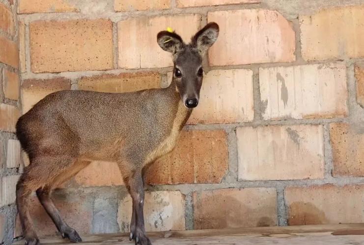好品种林麝一只多少钱？-图3