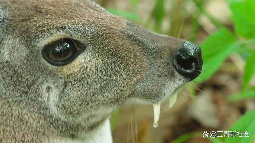 好品种林麝一只多少钱？-图2