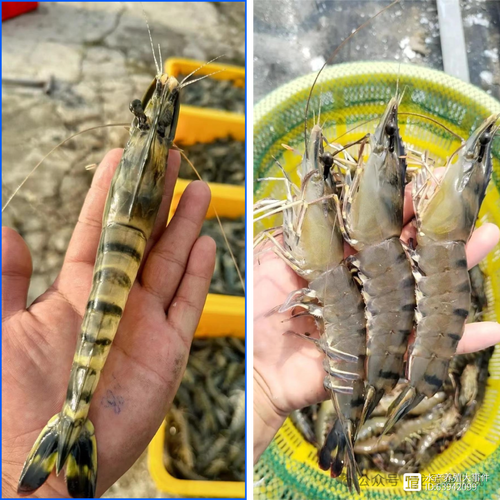 斑节对虾海水养殖技术关键要点有哪些？-图1