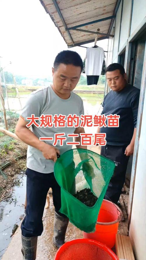 莲藕套养泥鳅,种养如何两不误?-图1 莲藕套养泥鳅,种养如何两不误?-图1