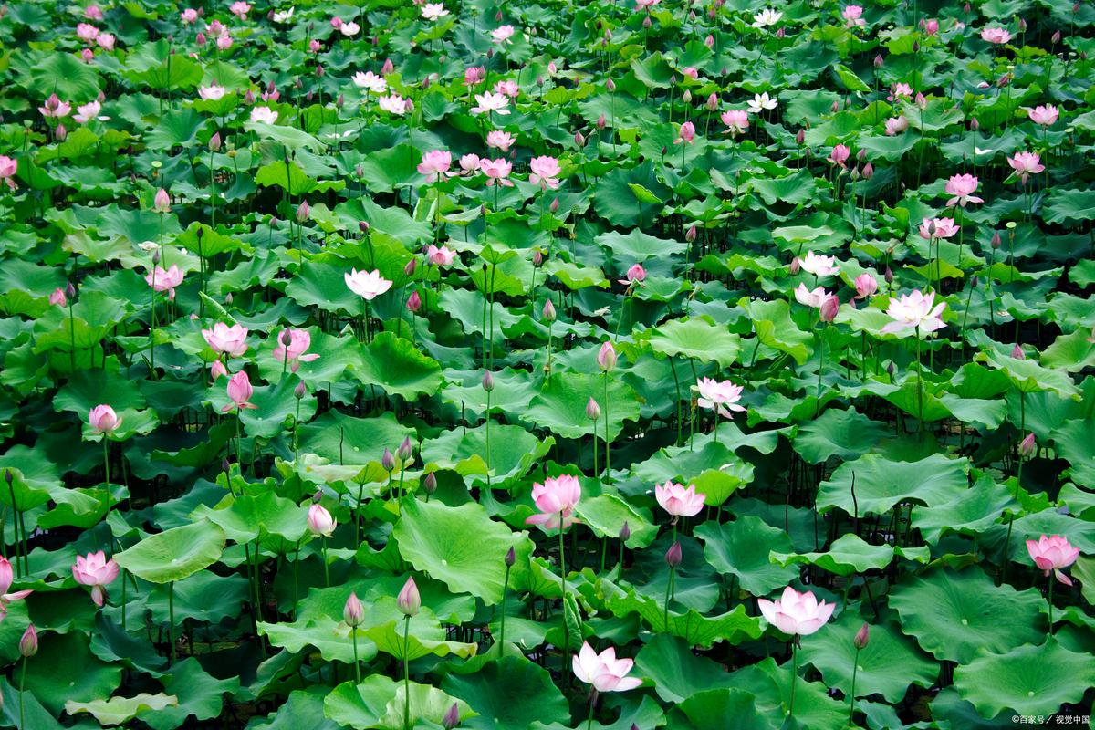 莲藕套养泥鳅,种养如何两不误?-图2 莲藕套养泥鳅,种养如何两不误?-图2