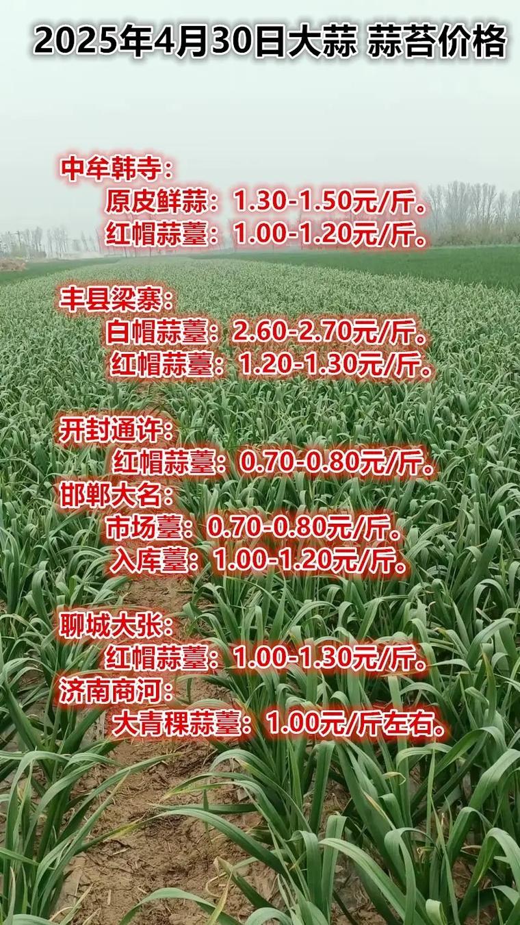 2025年新鲜大蒜价格-图3 2025年新鲜大蒜价格-图3