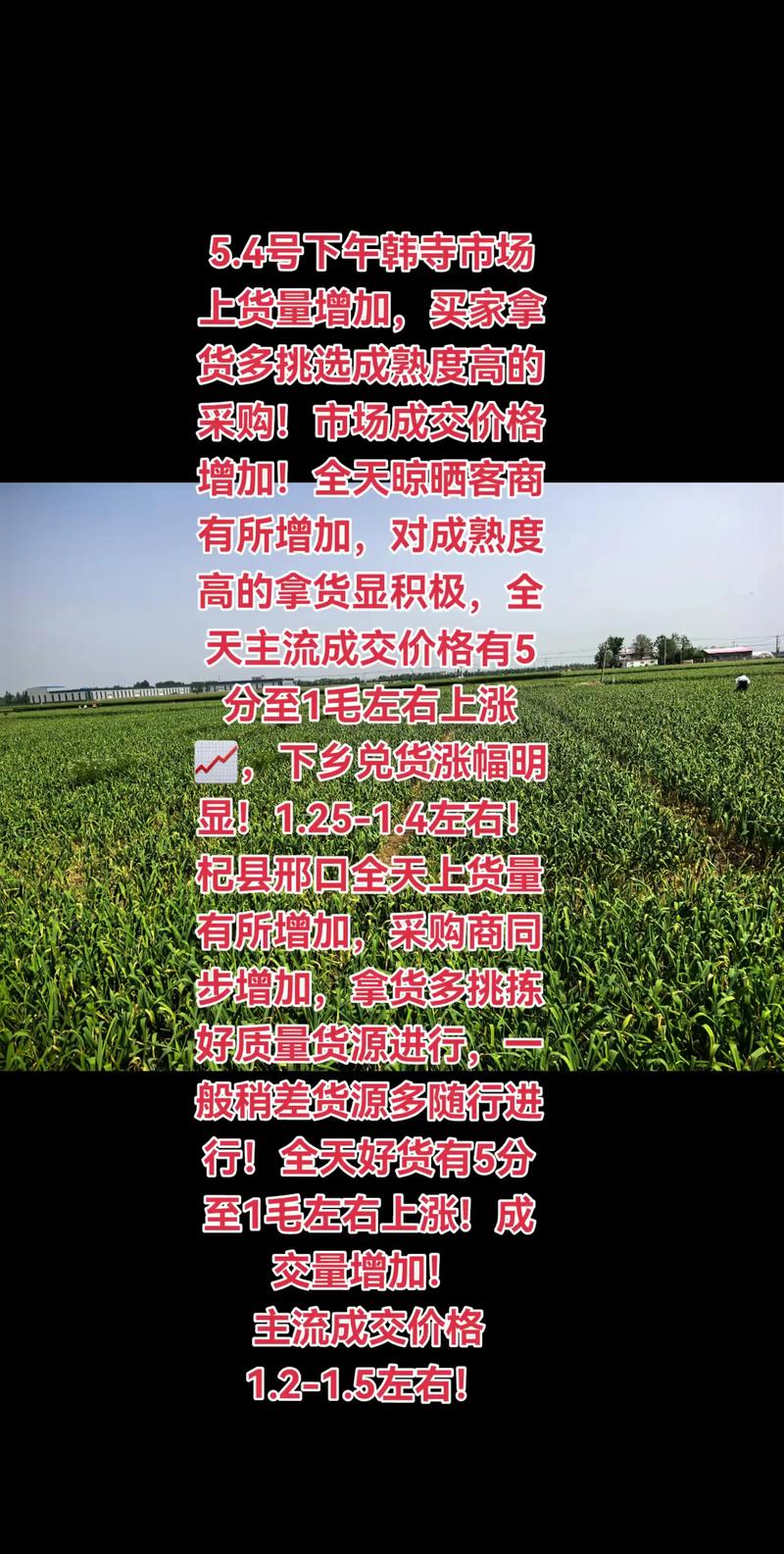 2025年新鲜大蒜价格-图1 2025年新鲜大蒜价格-图1