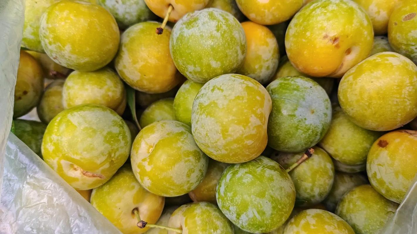 七月李子品种有哪些?-图2 七月李子品种有哪些?-图2