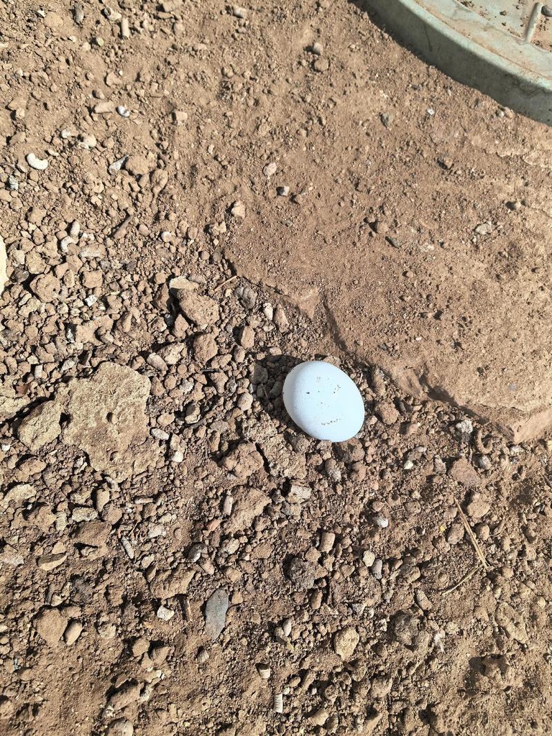 果园鹅养殖技术视频，如何高效管理？-图1