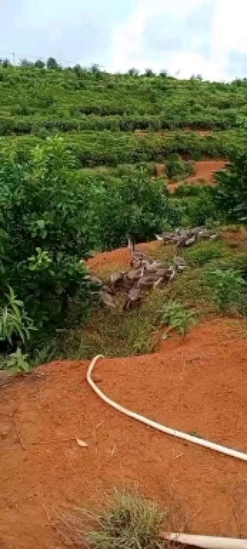 果园鹅养殖技术视频，如何高效管理？-图3