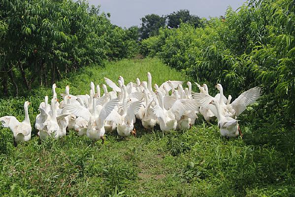 果园鹅养殖技术视频，如何高效管理？-图2