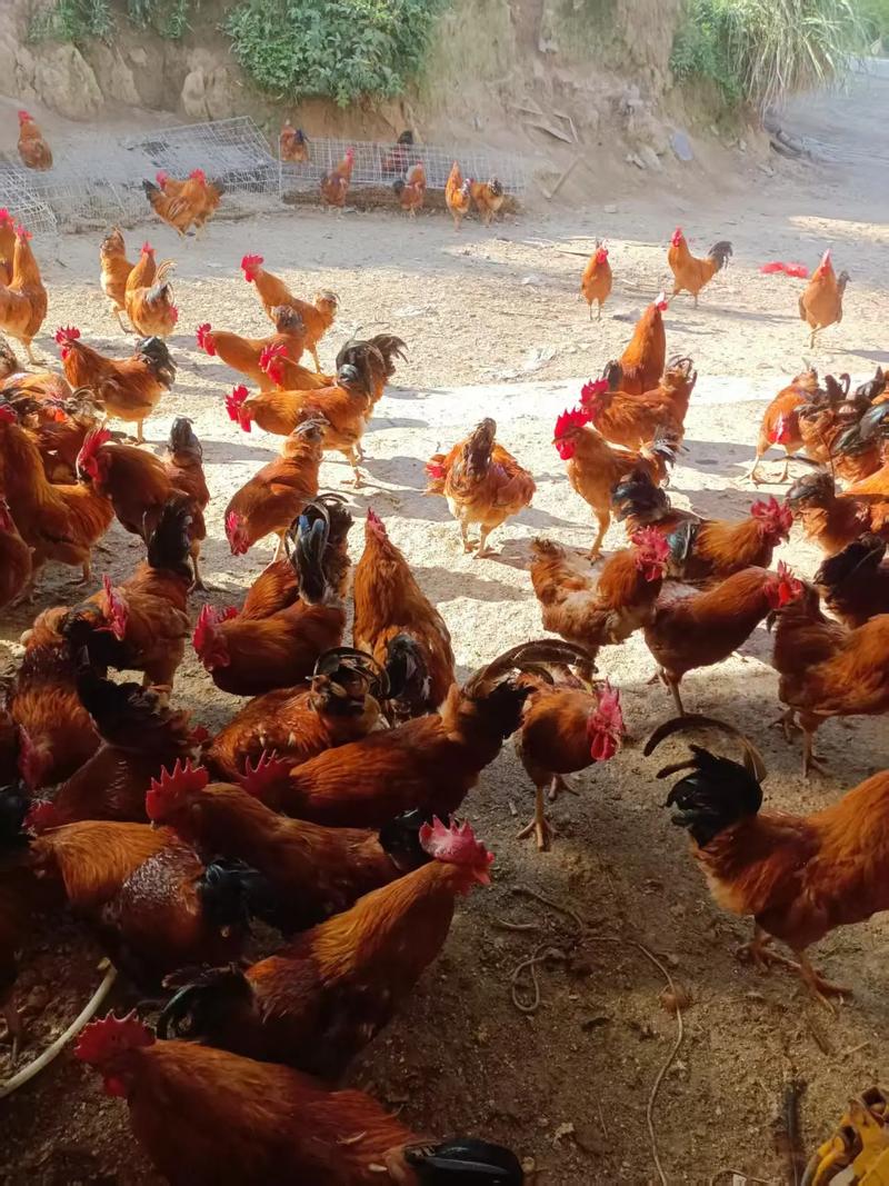 脱温肉鸡养殖技术视频有哪些关键要点？-图2